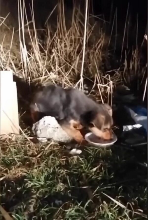 Witnesses Stunned by Heartbreaking Abandonment on Busy Highway-1