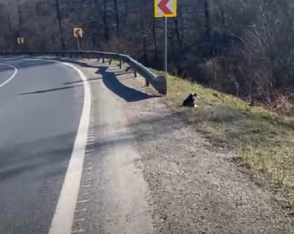 Mujer descubre un cachorro abandonado durante un viaje nocturno: una historia de rescate y esperanza-1