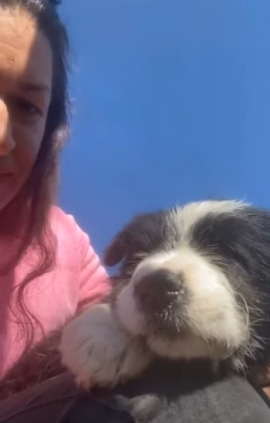 Woman Discovers Abandoned Puppy During Night Drive: A Tale of Rescue and Hope-2