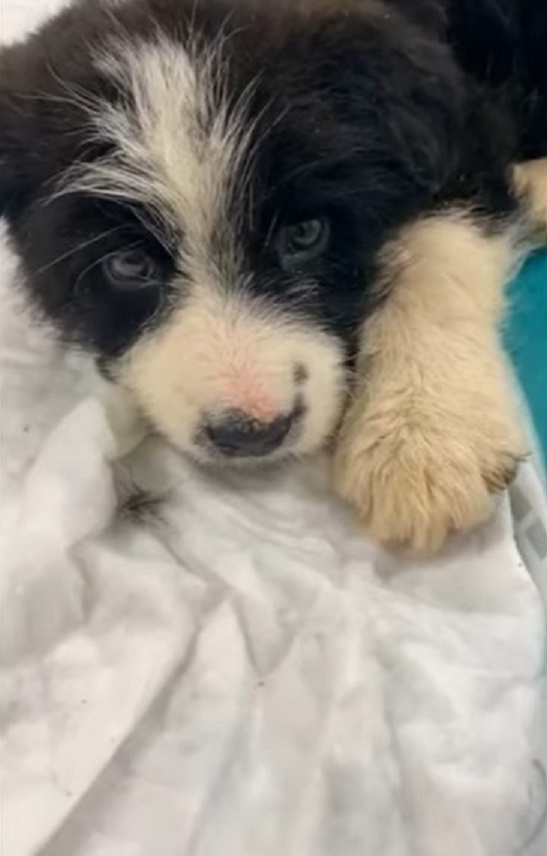 Woman Discovers Abandoned Puppy During Night Drive: A Tale of Rescue and Hope-3