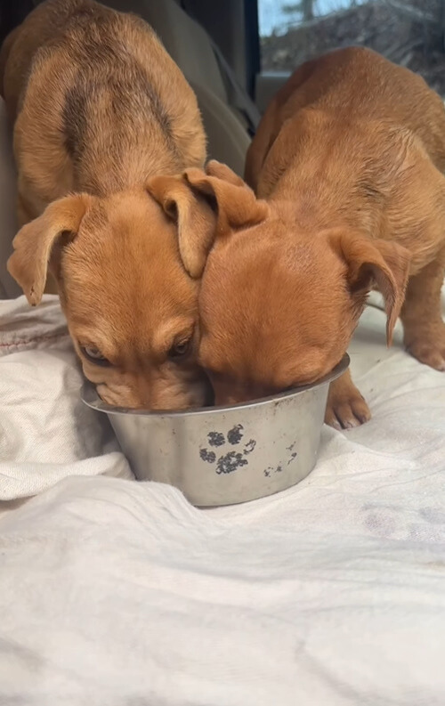 Woman Discovers Stray Puppies in Peril and Springs into Action-1