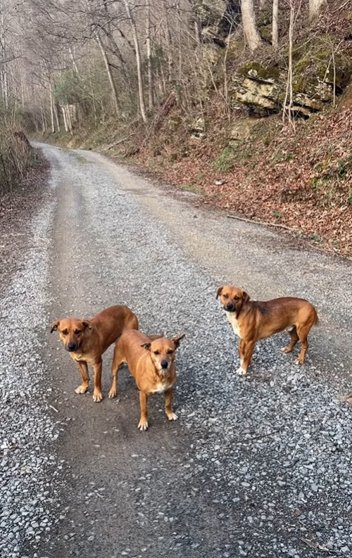 Mujer descubre cachorros callejeros en peligro y entra en acción-1