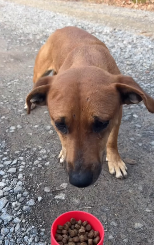 Mujer descubre cachorros callejeros en peligro y entra en acción-1