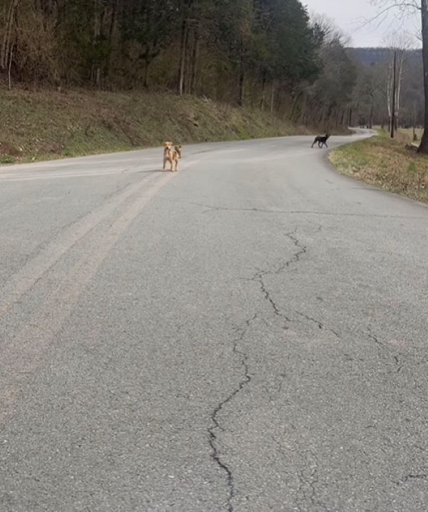 Mujer descubre cachorros callejeros en peligro y entra en acción-1