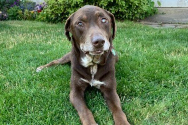 Woman Transforms Final Days for Elderly Dog with Unconditional Love and a Farewell He Deserved-1