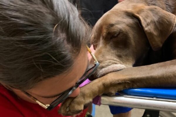 Mujer transforma los últimos días de un perro anciano con amor incondicional y una despedida que merecía-1