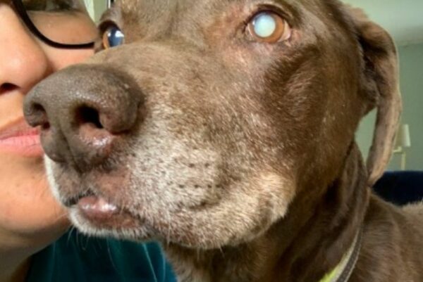 Mujer transforma los últimos días de un perro anciano con amor incondicional y una despedida que merecía-1