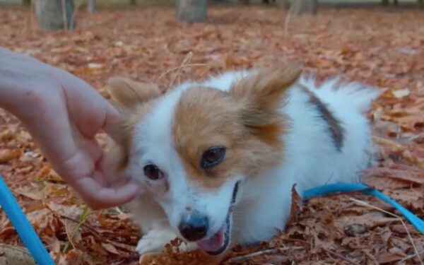 La misión de 6 meses de una mujer para salvar a un perro temeroso conduce a un resultado sorprendente-1