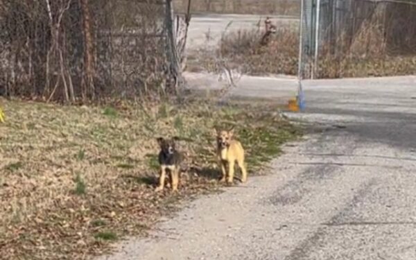 La carrera de galletas de una mujer se convierte en un dramático rescate de cachorros-1