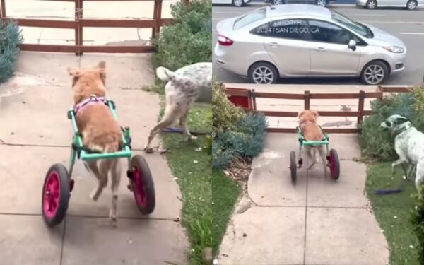 You Won't Believe This Dog's Reaction to Her Daily Walks!-1