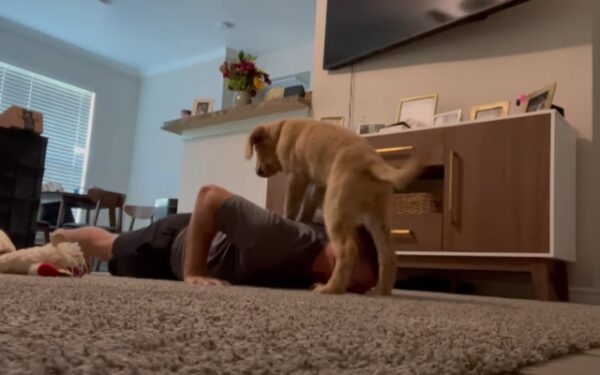 You'll Be in Stitches When You See This Dog's Reaction to His Owner's Workout-1