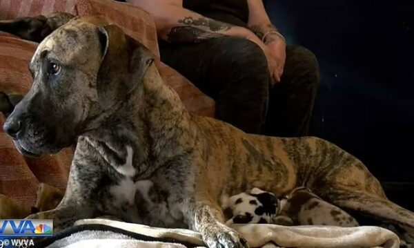 Your Heart Will Melt When You See What This Great Dane Mom Did-1