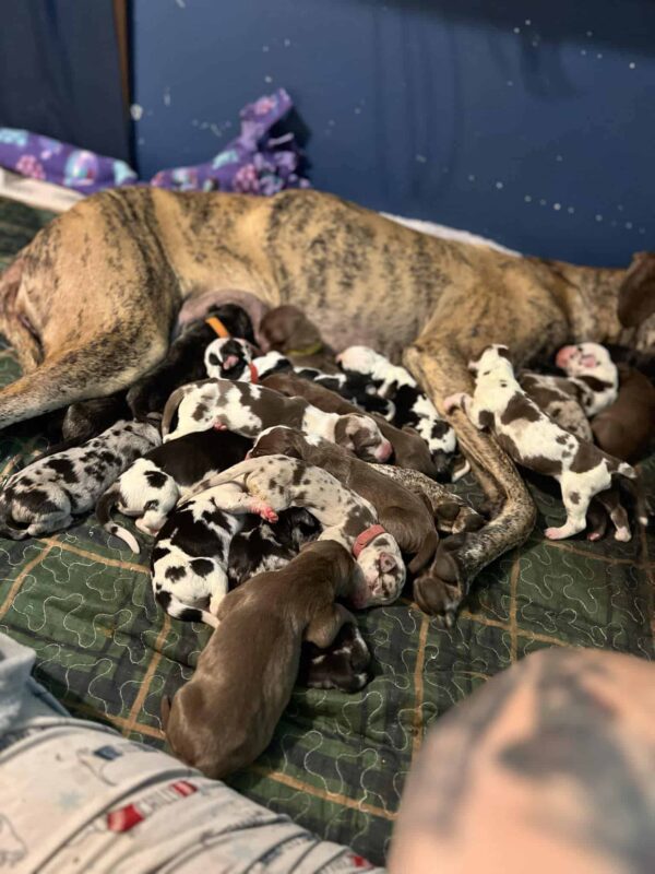Your Heart Will Melt When You See What This Great Dane Mom Did-1