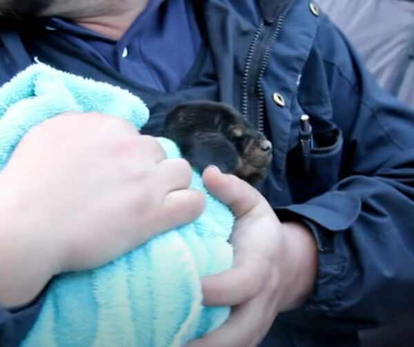 A Community Unites to Save a Puppy Trapped in a Basement Pipe-1