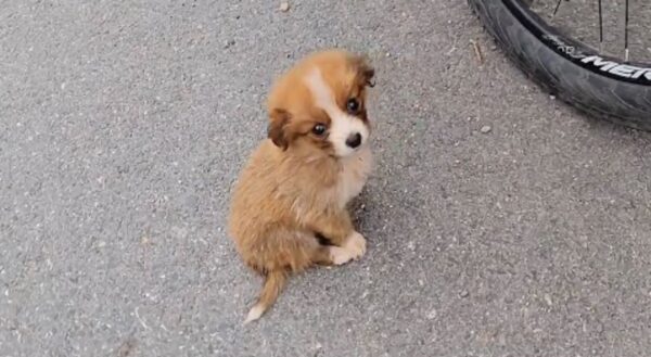 A Cyclist's Unexpected Companion: How a Stray Puppy Transformed His Journey-1