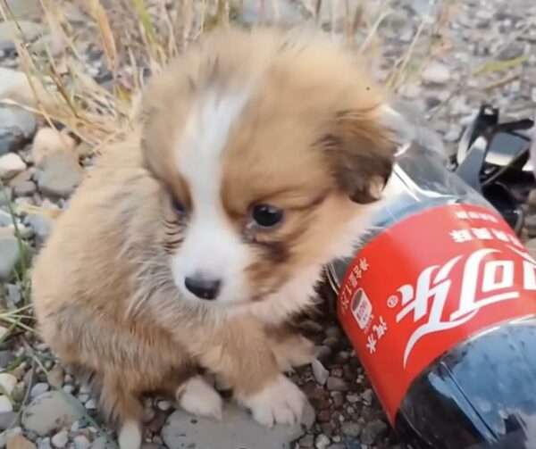 A Cyclist's Unexpected Companion: How a Stray Puppy Transformed His Journey-1