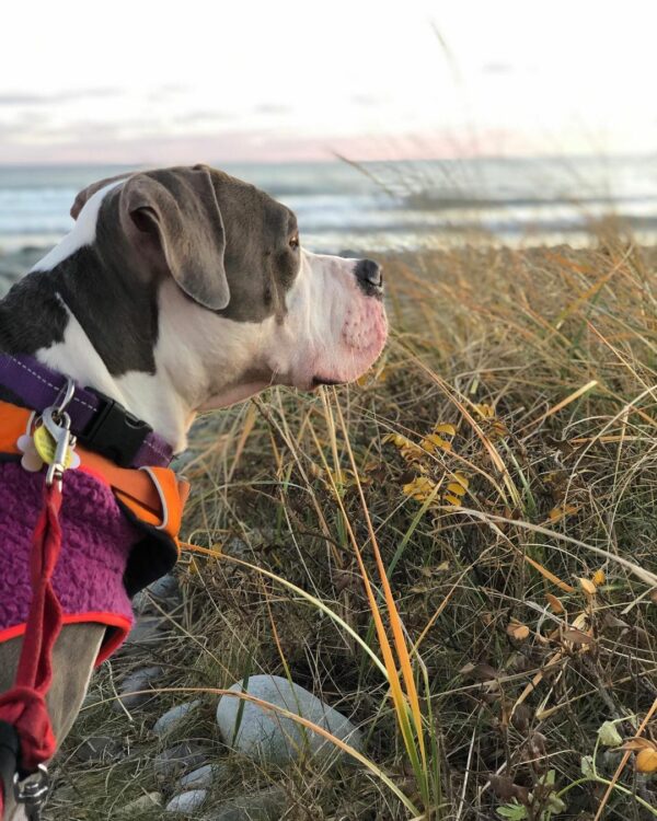 El grito desesperado de un perro pidiendo ayuda llevó a un increíble giro del destino-1