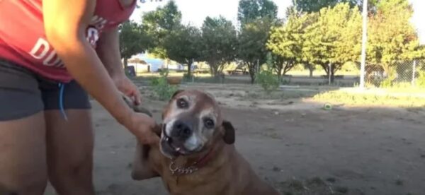 La vigilia interminable de un perro: una historia de lealtad y esperanza-1