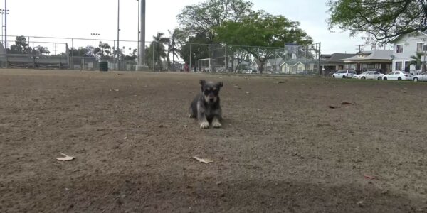 A Homeless Dog's Journey from Fear to Unconditional Love-1