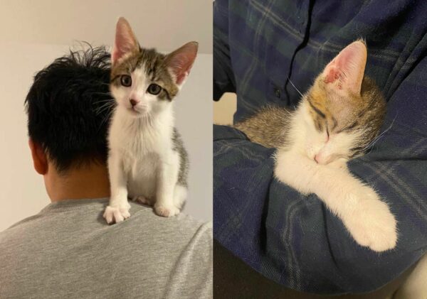 A Kitten's Courage Transforms Her Family's Fate and Warms Hearts Everywhere-1