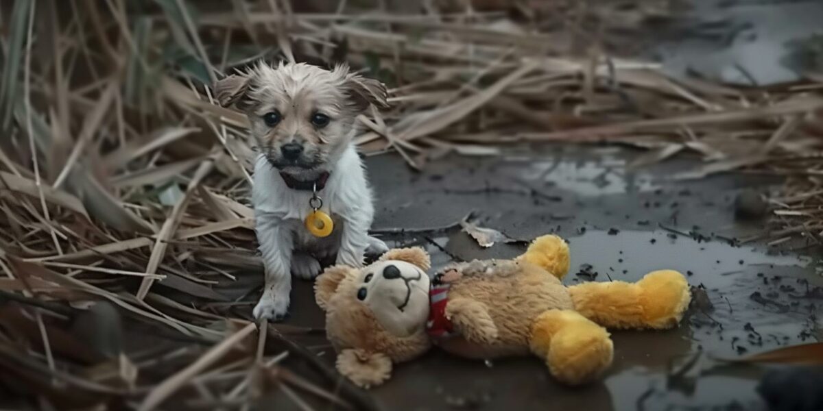 A Loyal Pup's Unyielding Love: The Rescue Mission That Will Melt Your Heart