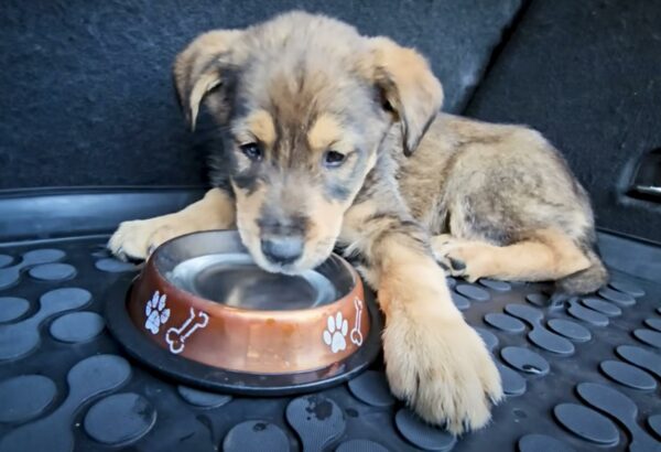 A Man's Promise Transforms a Puppy’s Pain into Hope and Healing-1