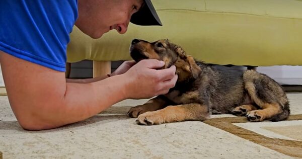 La promesa de un hombre transforma el dolor de un cachorro en esperanza y curación-1