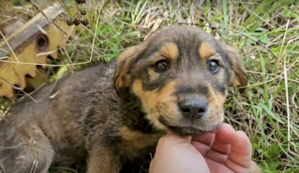 La promesa de un hombre transforma el dolor de un cachorro en esperanza y curación-1