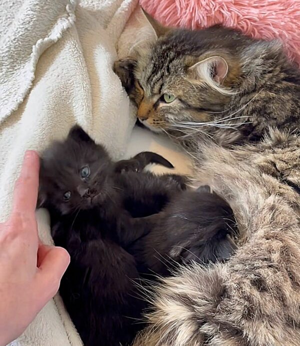 A Mother's Struggle: The Cat Who Dared to Dream Big for Her Kittens-1