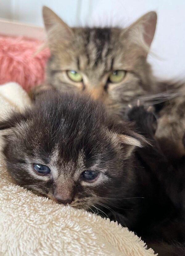 A Mother's Struggle: The Cat Who Dared to Dream Big for Her Kittens-1