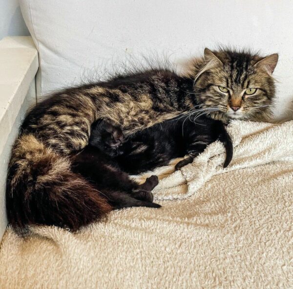 A Mother's Struggle: The Cat Who Dared to Dream Big for Her Kittens-1