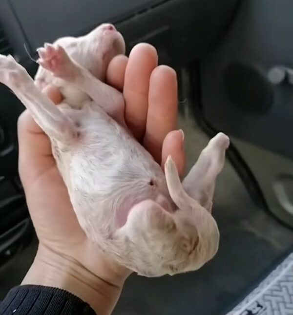 A Newborn Puppy’s Heart-Wrenching Struggle for Survival and Love-1