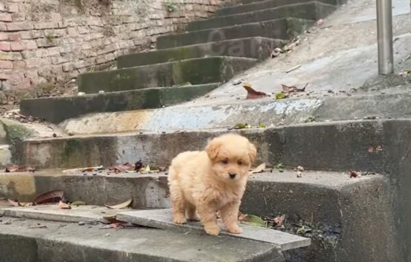 El valiente viaje de un cachorro desde el abandono hasta el amor y la seguridad-1