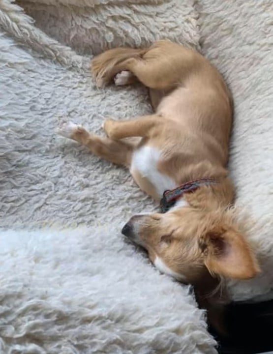 El viaje de un cachorro rechazado para encontrar el amor incondicional-1