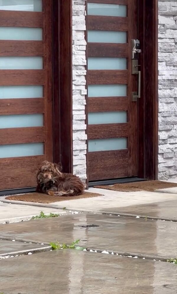 Un perro asustado que vive en la inmundicia encuentra el amor gracias a un rescatista decidido-1