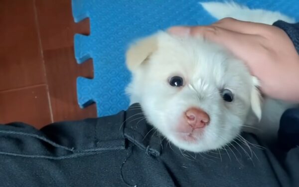 Un cachorro tembloroso encuentra un milagro: el momento que lo cambió todo-1