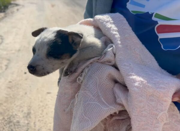 El acto de un extraño deja a un cachorro indefenso desesperado por consuelo-1