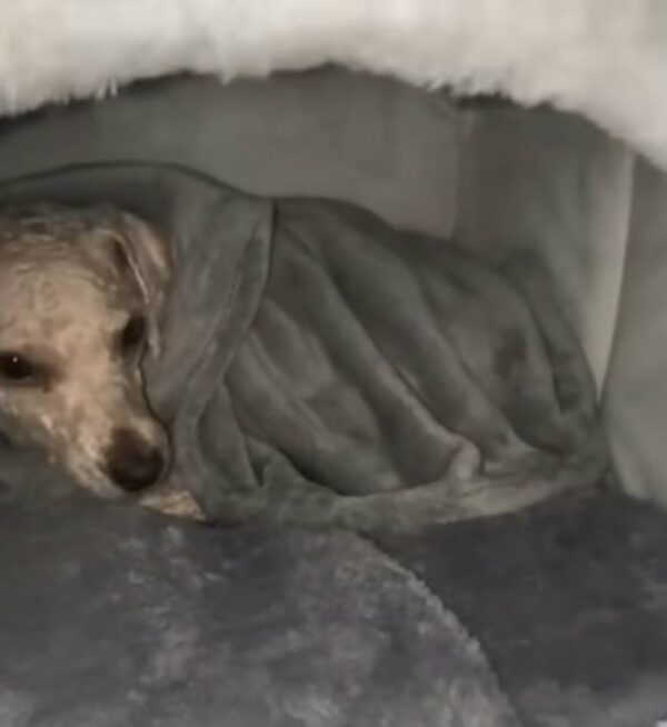 A Stranger's Act of Compassion Transforms a Shivering Dog's Life Forever-1