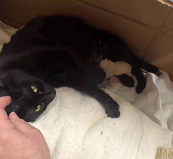 A Stray Cat's Miraculous Journey: From Streets to Motherhood Indoors-1