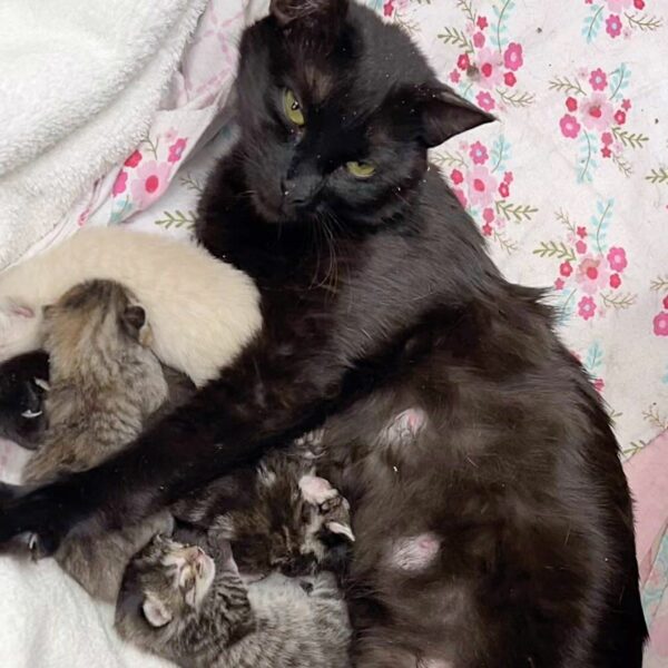 A Stray Cat's Miraculous Journey: From Streets to Motherhood Indoors-1