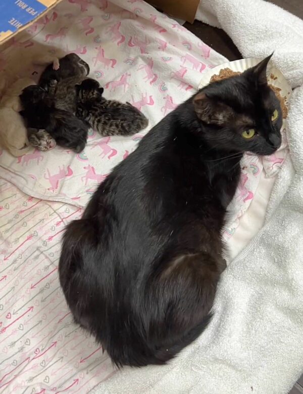 A Stray Cat's Miraculous Journey: From Streets to Motherhood Indoors-1