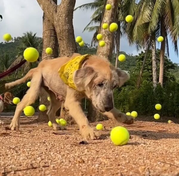 El viaje milagroso de un perro callejero: de la desesperación a la alegría y un legado eterno-1