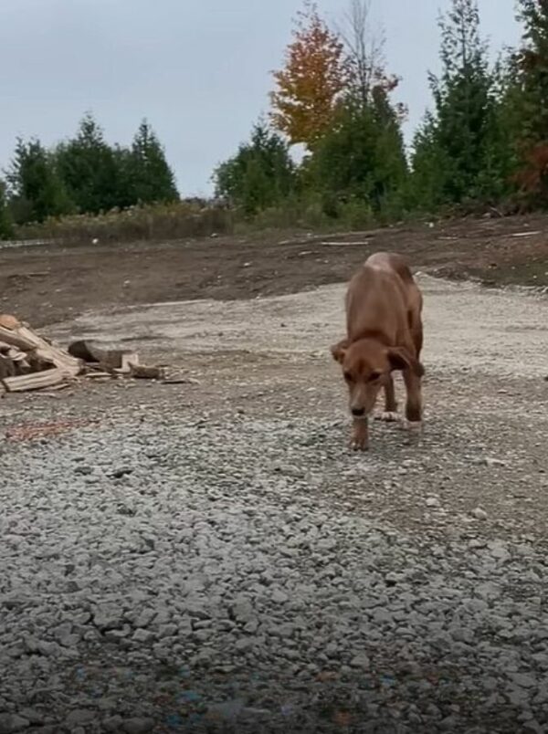 El improbable viaje de un perro callejero para encontrar su hogar definitivo-1