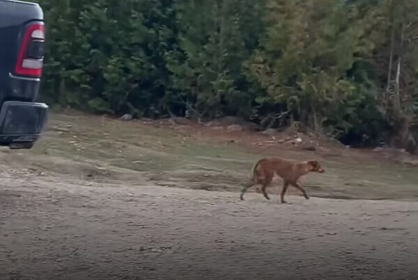 El improbable viaje de un perro callejero para encontrar su hogar definitivo-1