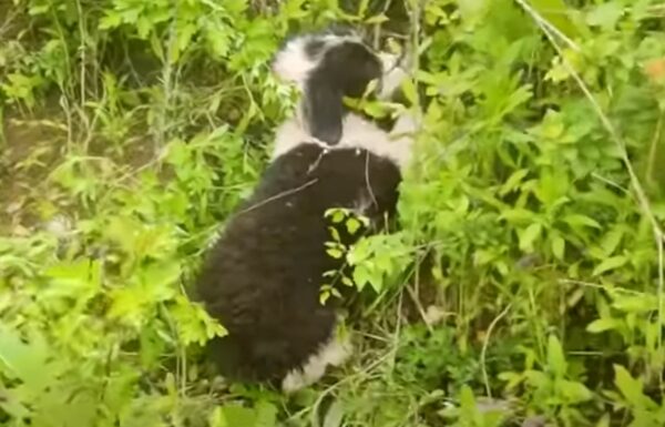 El viaje de un cachorro callejero del miedo al amor incondicional-1