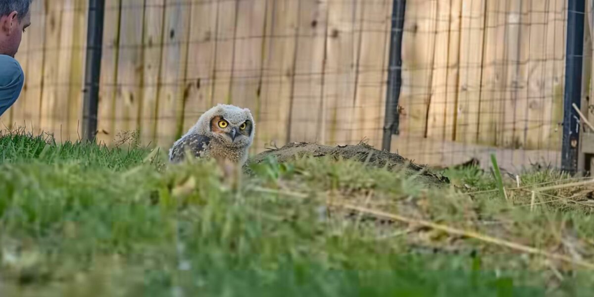 A Surprising Encounter at the Fence: What This Man Discovered Will Move You