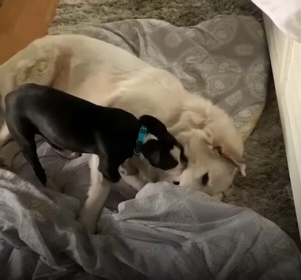 A Terrified Puppy's Journey to Love and Trust: You Won't Believe What Happened Next-1