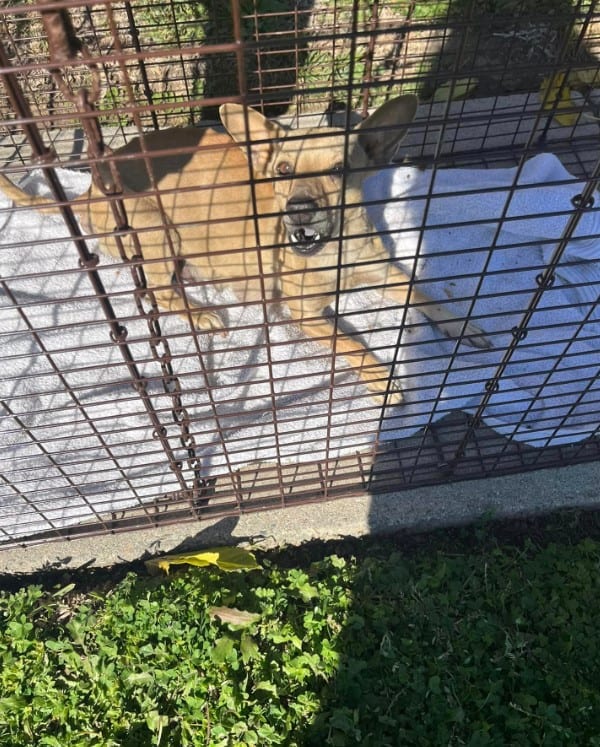 A Woman's Surprising Discovery in Her Flowerbed Will Tug at Your Heartstrings-1