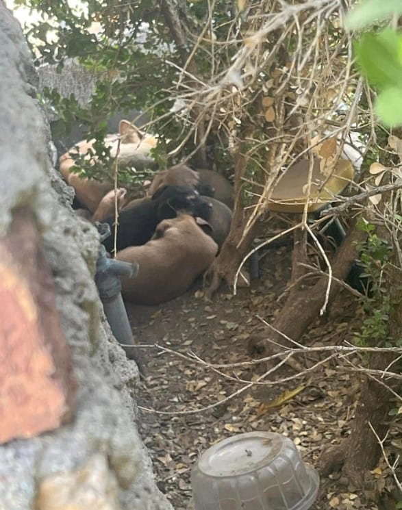 El sorprendente descubrimiento de una mujer en su macizo de flores te tocará la fibra sensible-1