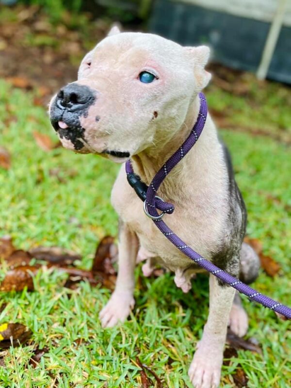 Abandonado y solo: el increíble viaje de supervivencia y triunfo de un Pitbull-1